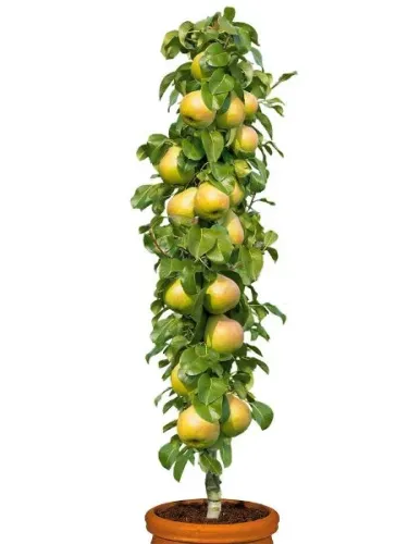 Hrušeň sloupovitá  UKRAJINSKÁ