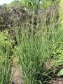 Molinia modra 'Heidebraut'
