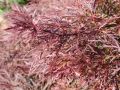 Klon palmowy Disectum Garnet na pniu