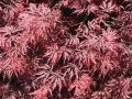 Klon palmowy Disectum Garnet na pniu