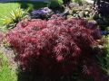 Klon palmowy Disectum Garnet na pniu