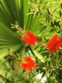 Kuflik SPLENDENS