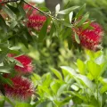 Kuflik SPLENDENS