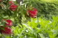 Kuflik SPLENDENS