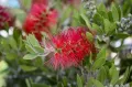 Kuflik SPLENDENS