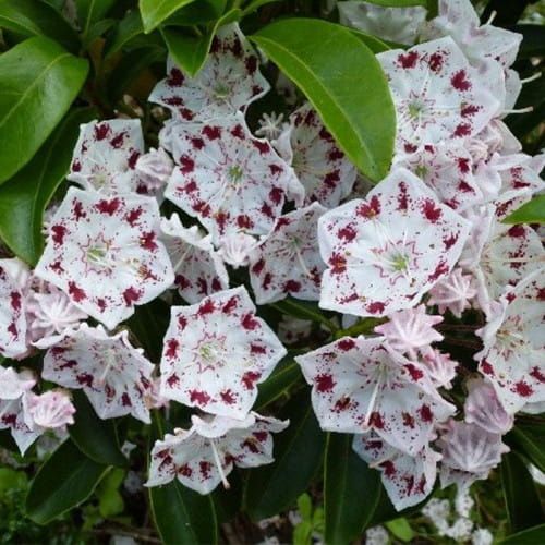 Kalmia širokolistá RADIATA