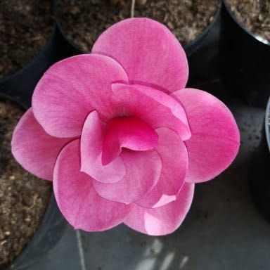 Šácholan WATERMELON