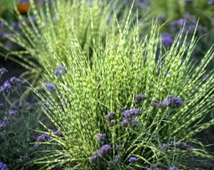 Ozdobnice čínská GOLD BAR