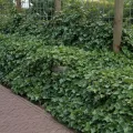 Břečťan HIBERNICA