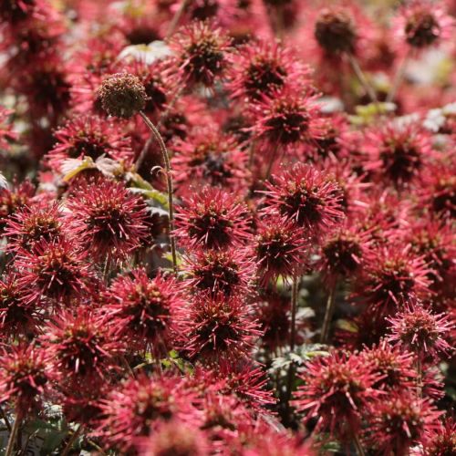 Acéna drobnolistá KUPFERTEPPICH