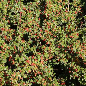 Skalník Dammera CORAL BEAUTY