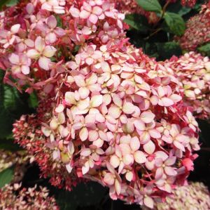 Hortenzie světle růžový keř