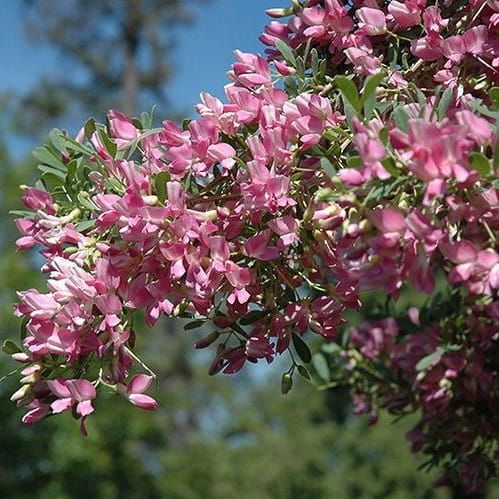 Slaník stříbrný – štěpený na pařezu