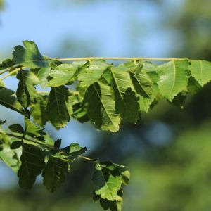 Paniculate mydlice
