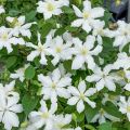 Plamének CLEMATIS bahenní bílý