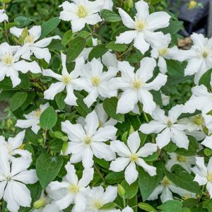 Plamének CLEMATIS bahenní bílý