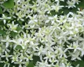 Plamének CLEMATIS bahenní bílý