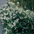 Plamének CLEMATIS bahenní bílý