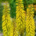 Trytoma SUNNINGLADE YELLOW
