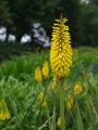 Trytoma SUNNINGLADE YELLOW