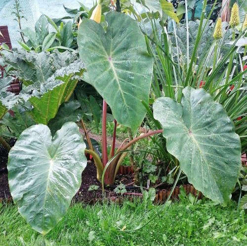 Colocasia PINK CHINA 