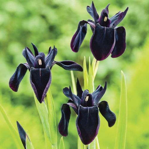 Kosatec BLACK FORM