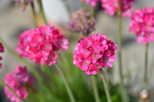 Trávnička 'Abbey Deep Rose'