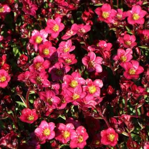 Lomikámen Anderse PIXI PAN RED