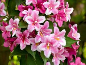 Weigelie BOSKOOP GLORY