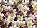 Lomikámen Anderse PIXI PAN APPLEBLOSSOM
