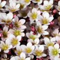 Lomikámen Anderse PIXI PAN APPLEBLOSSOM