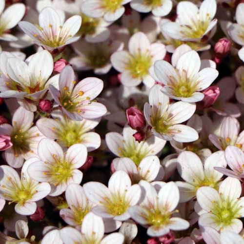 Lomikámen Anderse PIXI PAN APPLEBLOSSOM