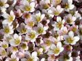 Lomikámen Anderse PIXI PAN APPLEBLOSSOM