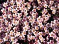 Lomikámen Anderse PIXI PAN APPLEBLOSSOM
