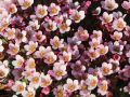 Lomikámen Anderse PIXI PAN APPLEBLOSSOM