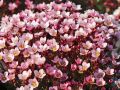 Lomikámen Anderse PIXI PAN APPLEBLOSSOM