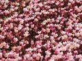 Lomikámen Anderse PIXI PAN APPLEBLOSSOM