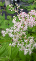Wiązówka purpurowa ELEGANS