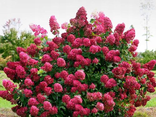 Hortenzie latnatá MAGICAL FIRE