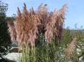 Trawa pampasowa różowa ROSE PLUME