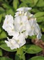 Floks wiechowaty SWEET SUMMER WHITE