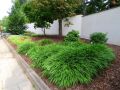 Trawa Hakonechloa GREENHILLS