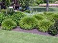 Trawa Hakonechloa GREENHILLS