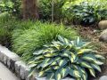 Trawa Hakonechloa GREENHILLS