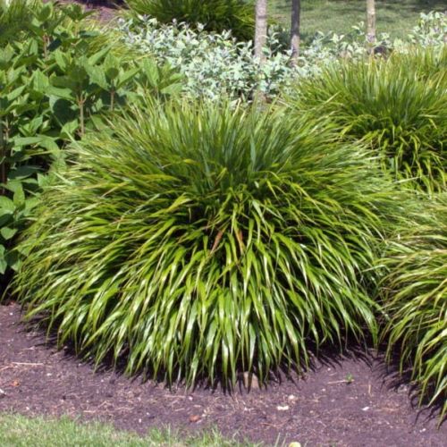 Tráva Hakonechloa GREENHILLS