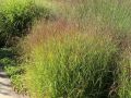 Trawa ozdobna PROSO HEAVY METAL