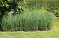 Trawa ozdobna PROSO HEAVY METAL