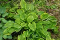 Bohyška - Hosta GOLDEN TIARA