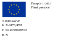 Porzeczka czarna TITANIA - na pniu W DONICZCE