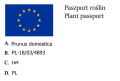 Śliwa AMERS w doniczce